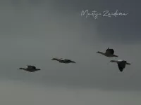 Nijlgans [Alopochen aegyptiacus]